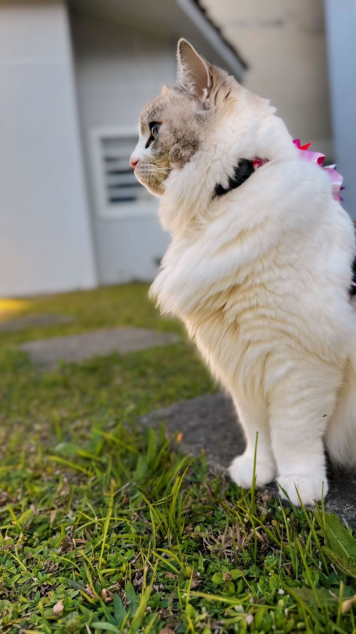 Marie externa
